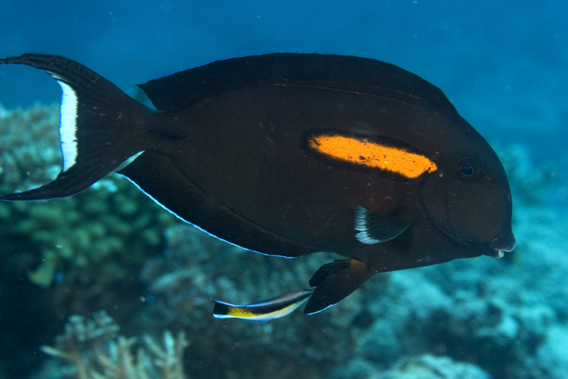 Acanthurus olivaceus